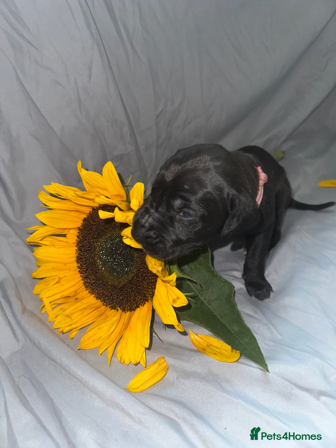 Great Dane dogs for sale: KC Registered Great Dane Puppies. - Image 18