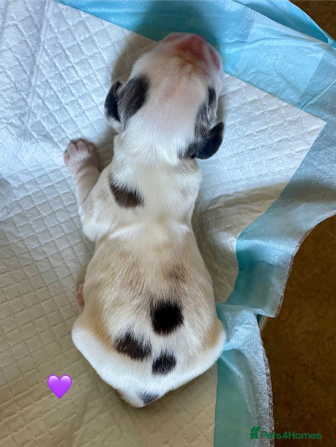 Cocker Spaniel dogs for sale: Your “furever” friend is here - Advert 16