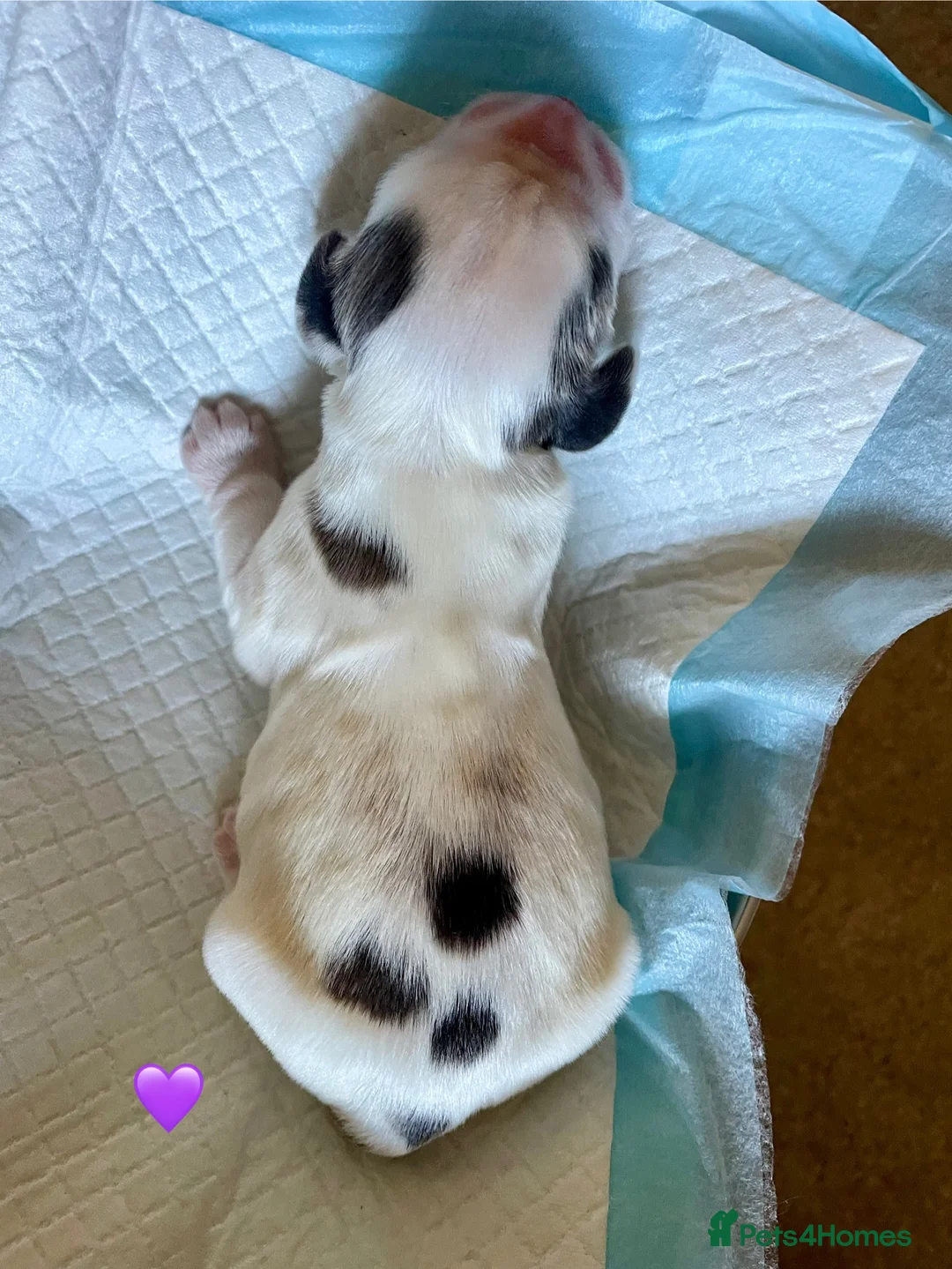 Cocker Spaniel dogs for sale: Gorgeous pair of pups remaining  - Advert 19