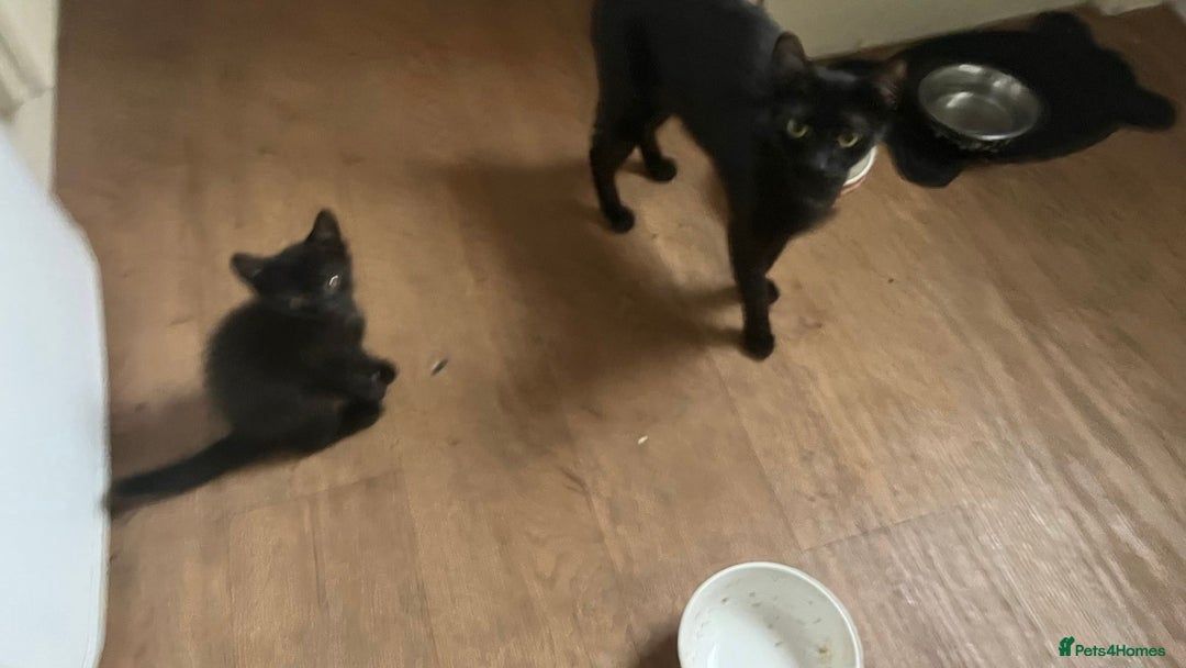 Bombay cats for sale: 2 black male kittens - Image 7