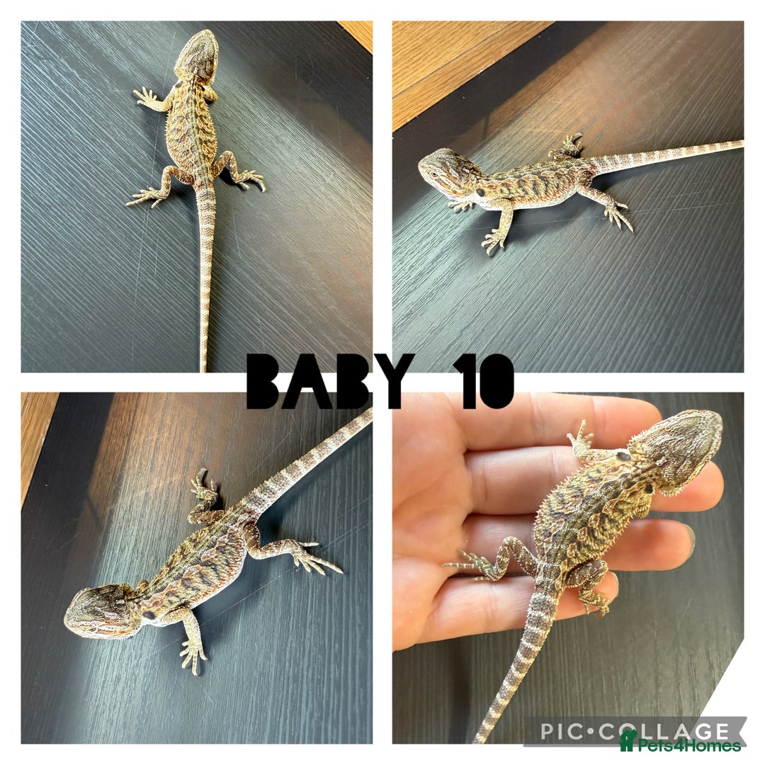 Bearded Dragon reptiles for sale: Bearded dragon babies - Image 4