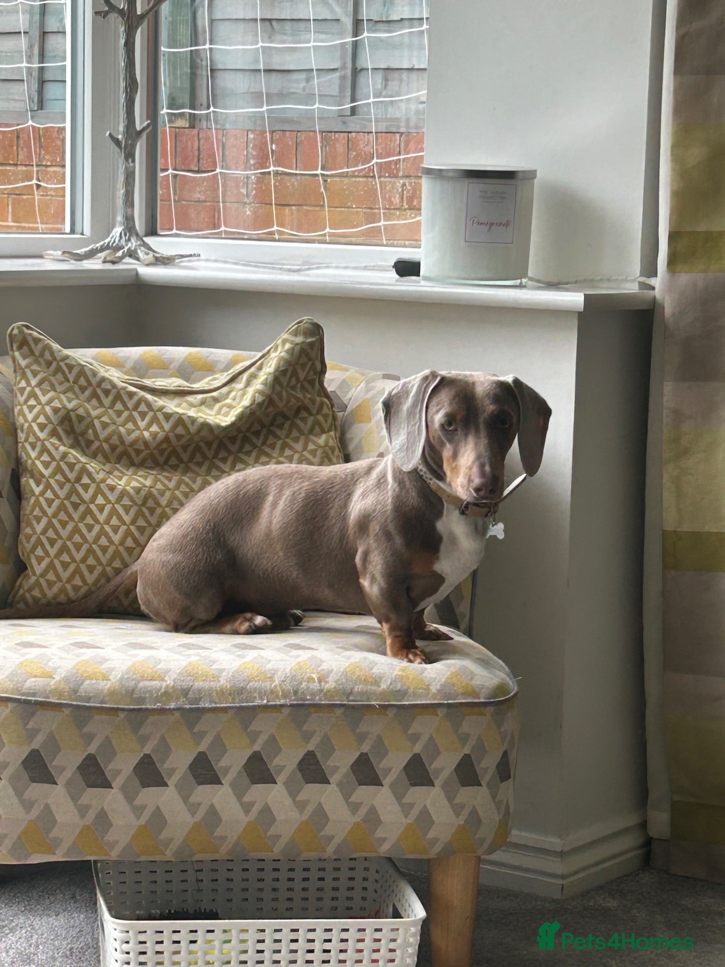 Dachshund dogs for sale: Male Dachshund  - Advert 2