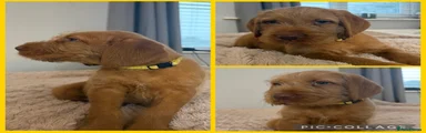 Hungarian Vizsla Yellow