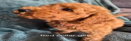 Mini Goldendoodle dogs for sale: Miniature Goldendoodle pups - Advert 13