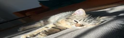 British Shorthair cats for sale: British Shorthair Spotted Girl - Advert 15