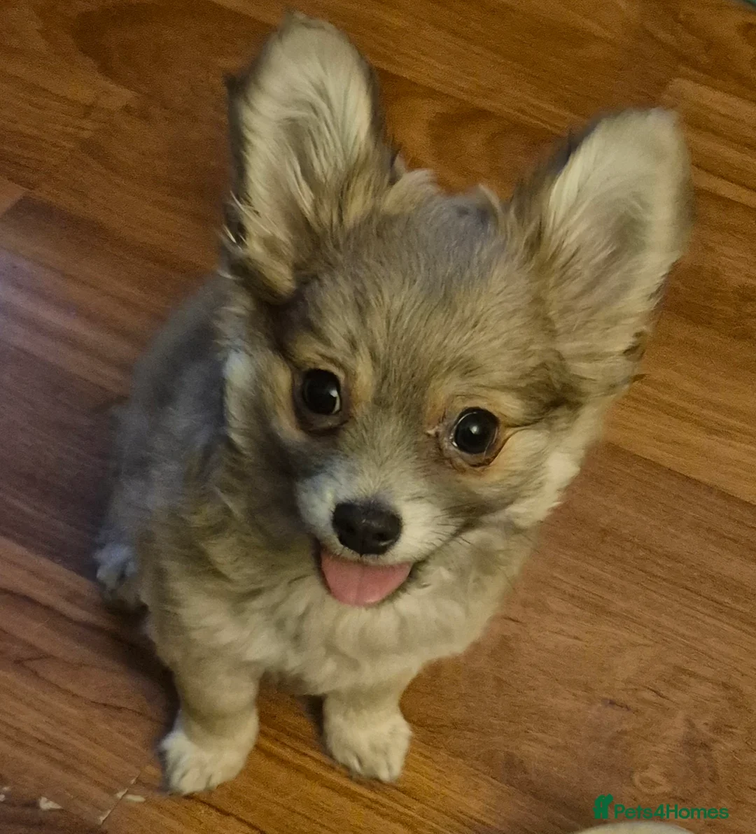 Chihuahua dogs for sale: Gorgeous Pedigree Chi Boy - Advert 11