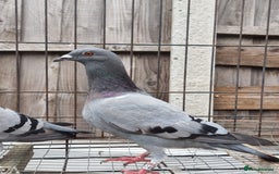 Pigeons birds for sale: Racing pigeons for sale - Image 1