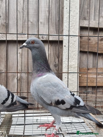 Pigeons birds - Advert 3