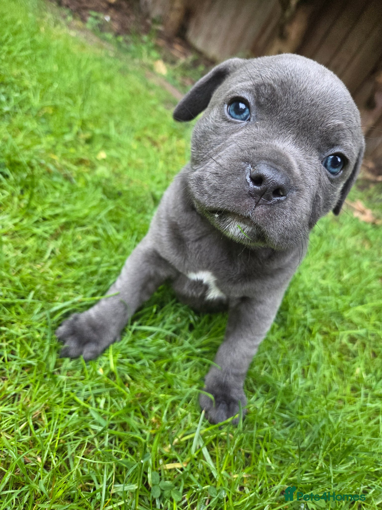 Staffordshire Bull Terrier dogs KC Staffordshire Bull Terrier  - Advert 11