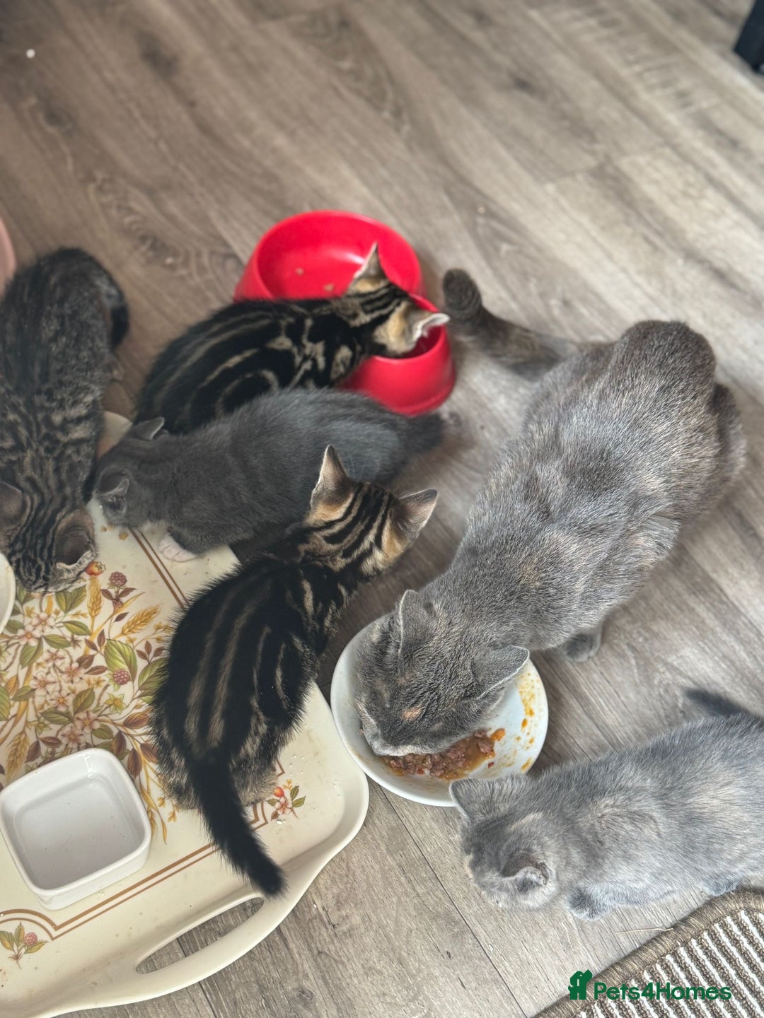 British Shorthair cats for sale: 5 adorable kittens  - Image 16