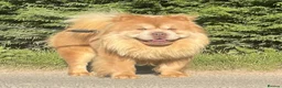 Chow Chow dogs for stud: lilac carrying tan - Advert 6