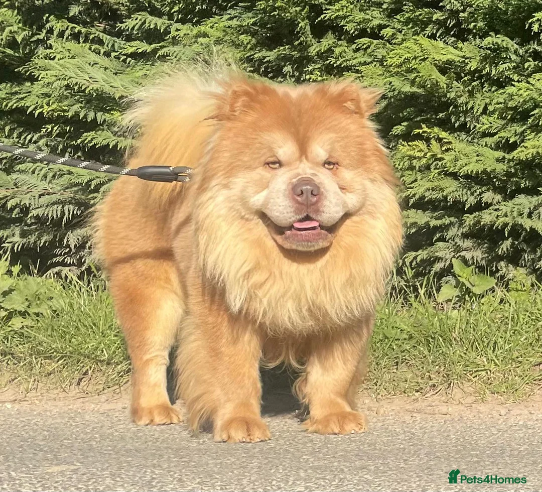 Chow Chow dogs for stud: lilac carrying tan - Advert 6