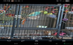 Budgerigars birds for sale: 2 male budgie  - Image 4