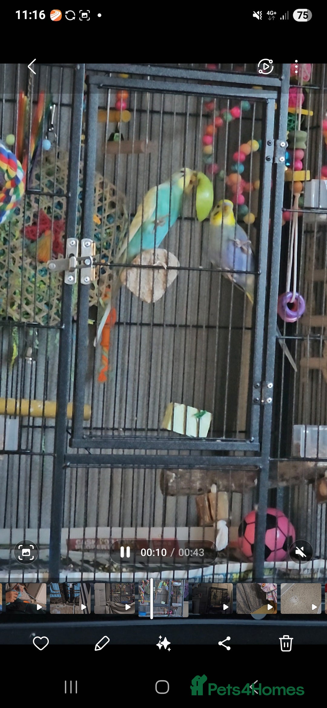 Budgerigars birds for sale: 2 male budgie  - Image 4