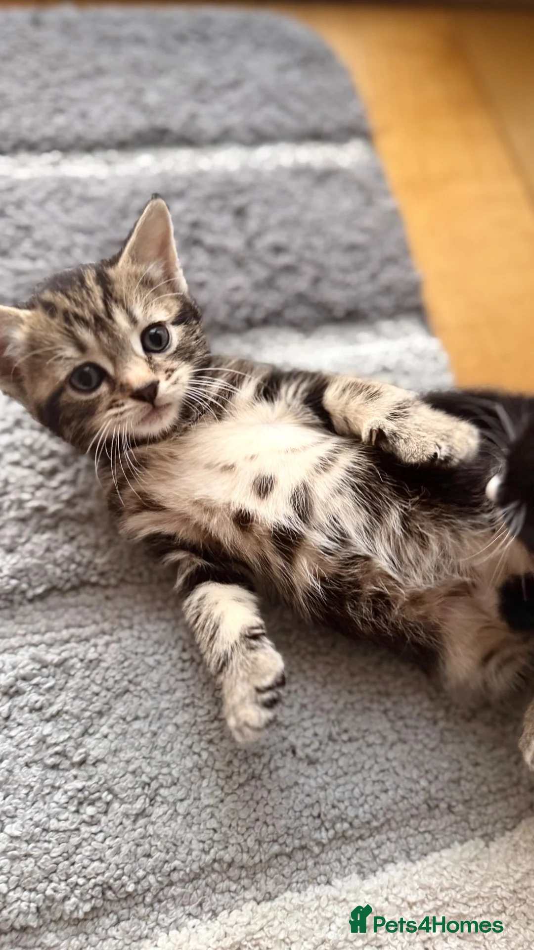 Mixed Breed cats for sale: Kittens - Advert 12
