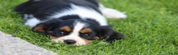 Cavalier King Charles Spaniel dogs for sale: Beautiful Cavalier King Charles Spaniel puppies - Advert 32
