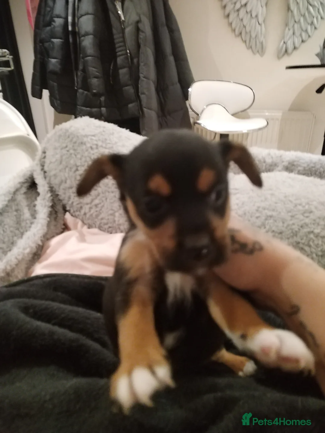 Mixed Breed dogs for sale: Jack Russel / Frenchie puppies  - Advert 2