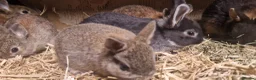 Netherland Dwarf rabbits for sale: Cute cheeky little netherland dwarf babies- m & f - Advert 10