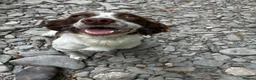 Springador dogs for sale: 2 adorable springadors  in Wrexham - Advert 1