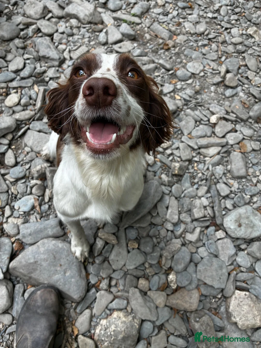 Springador dogs for sale: 2 adorable springadors  in Wrexham - Advert 1