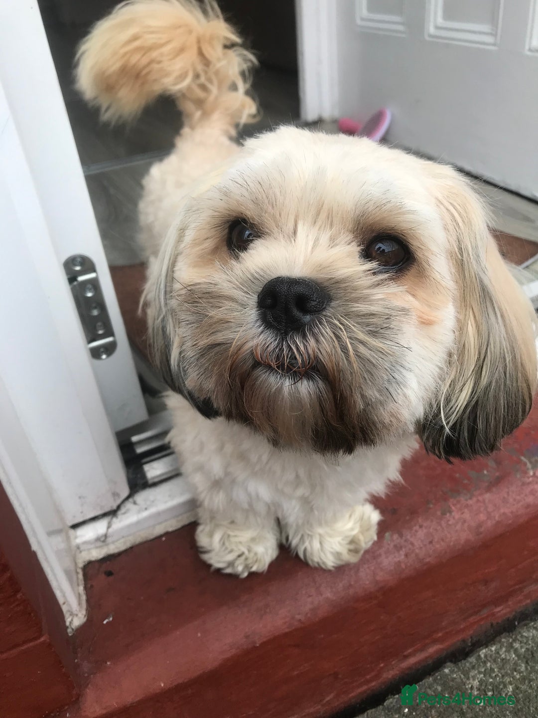 Zuchon dogs for sale: Benji  - Image 1