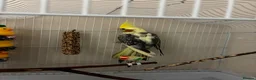 Cockatiels birds for sale: Young cockatiel and set up   in Sandbach - Advert 2