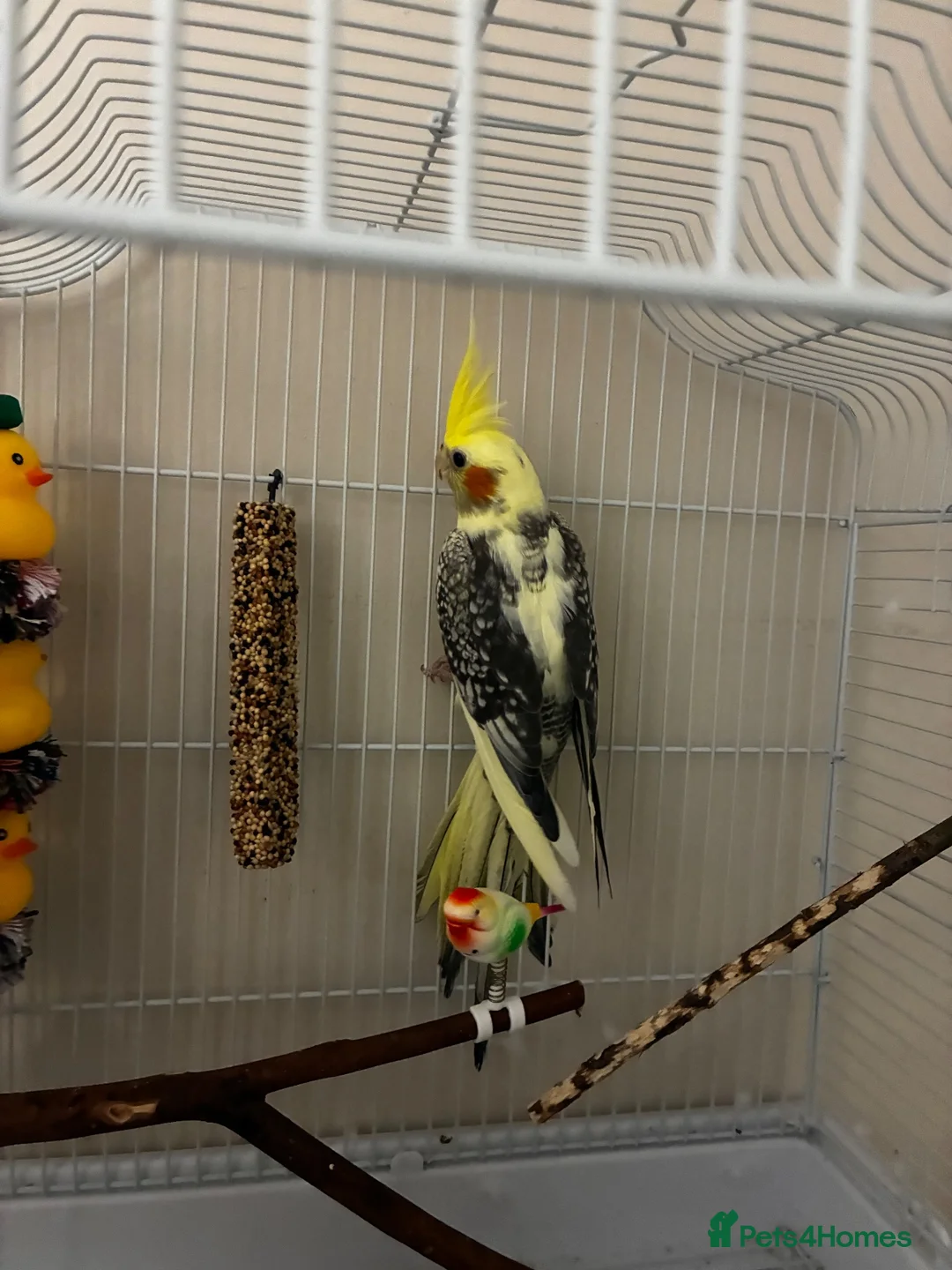 Cockatiels birds for sale: Young cockatiel and set up   in Sandbach - Advert 2
