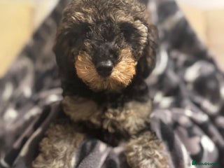 Toy Poodle dogs KC Toy poodle puppies 2 boys and 1 sable girl - Advert 9