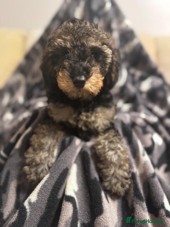 Toy Poodle dogs - Advert 8