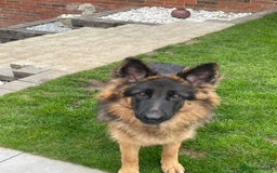 German Shepherd dogs for sale: German shepherd 10 months old  - Image 2