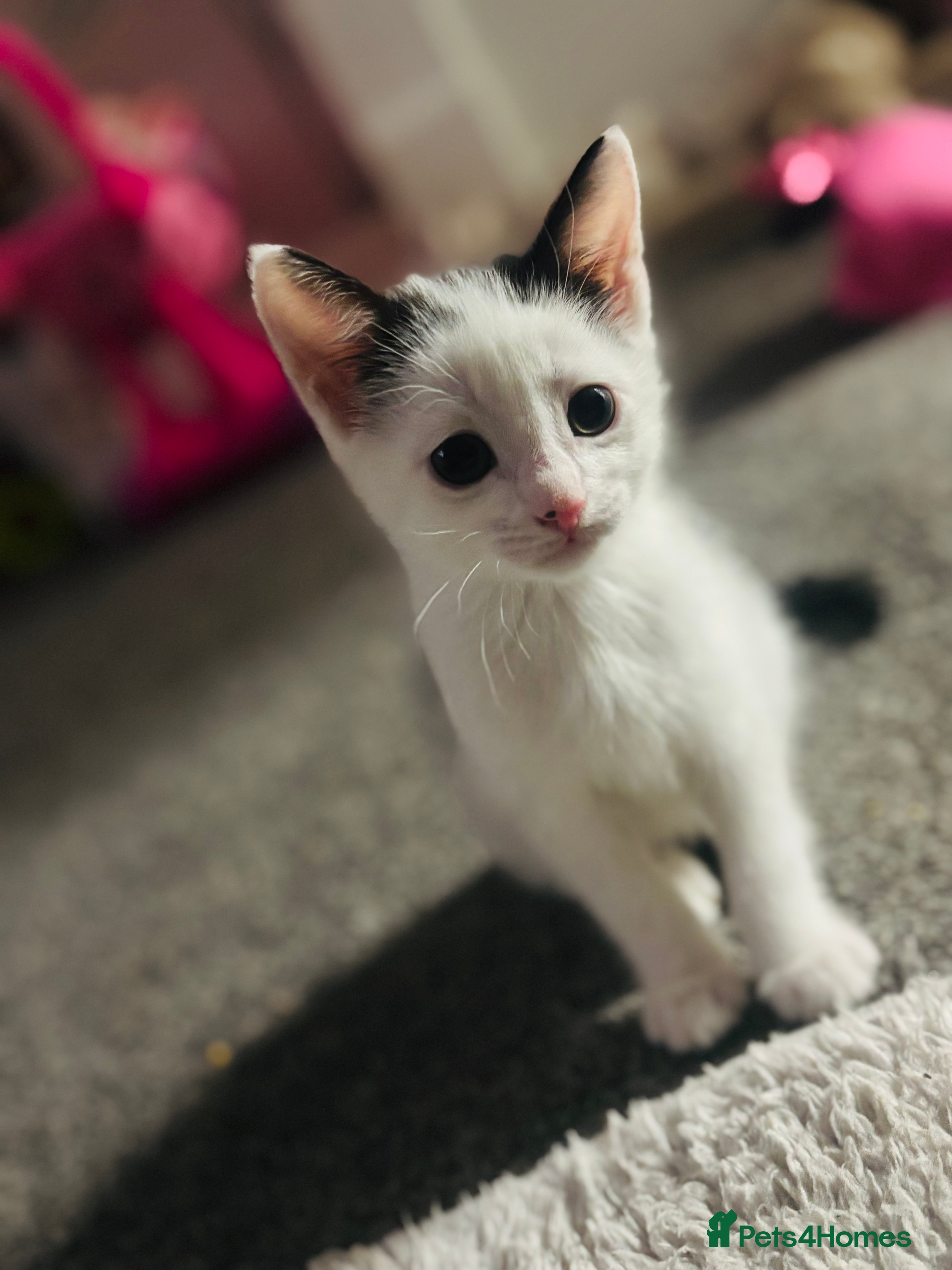 Mixed Breed cats 1 male kitten left! Ready to go❤️ - Advert 21