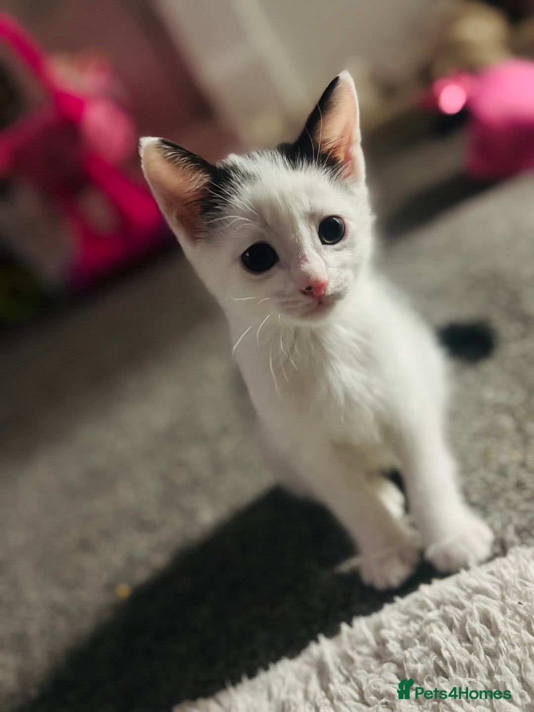 Mixed Breed cats for sale: 1 male kitten left! Ready to go❤️ - Advert 1