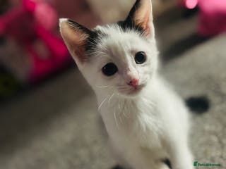 Mixed Breed cats 1 male kitten left! Ready to go❤️ - Advert 23