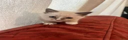 Ragdoll cats for sale: Ragdoll kittens - Advert 7