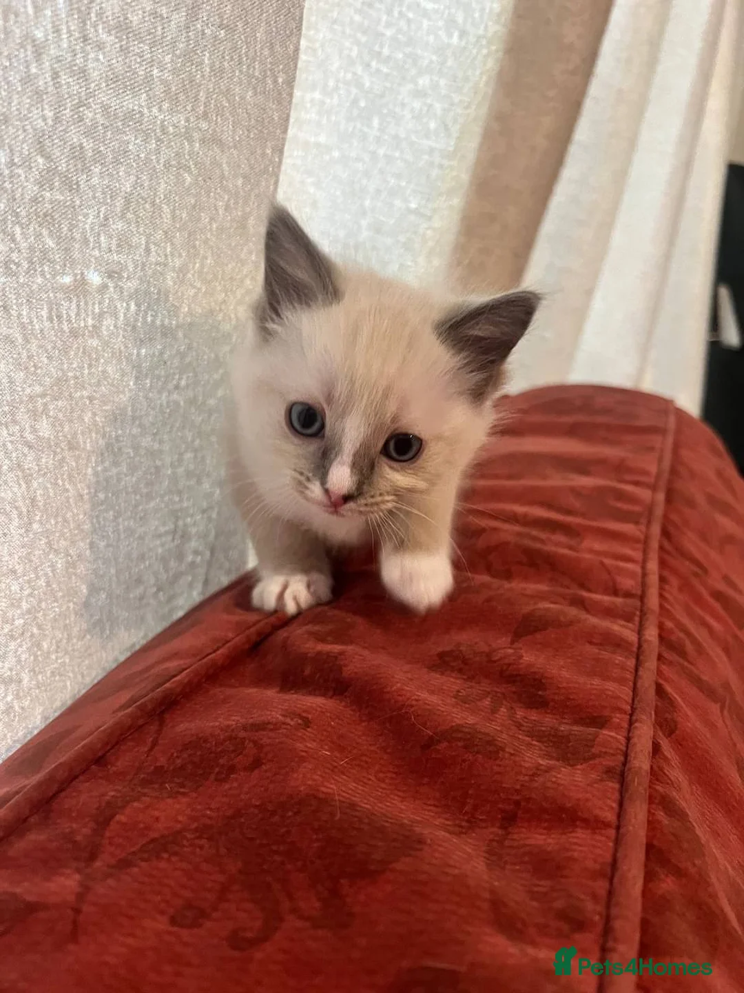 Ragdoll cats for sale: Ragdoll kittens - Advert 7