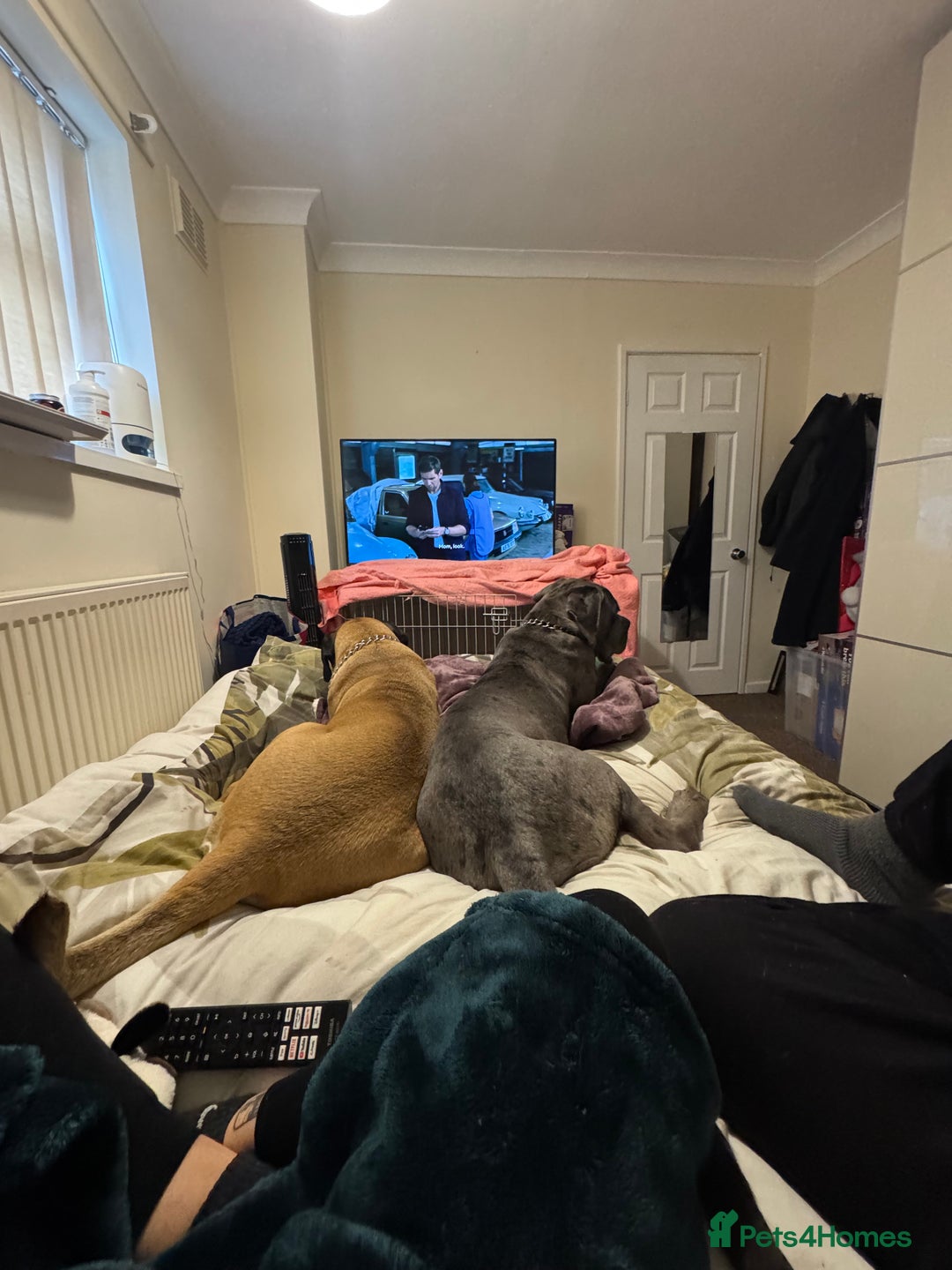 Mixed Breed dogs for sale: Cane Corso x Great Dane  - Advert 8