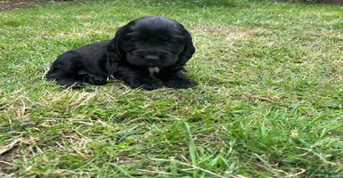 Cocker Spaniel dogs - Advert 16