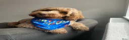 Cockapoo dogs for sale: Beaitiful F2 Cockappos  in Stevenston - Advert 2