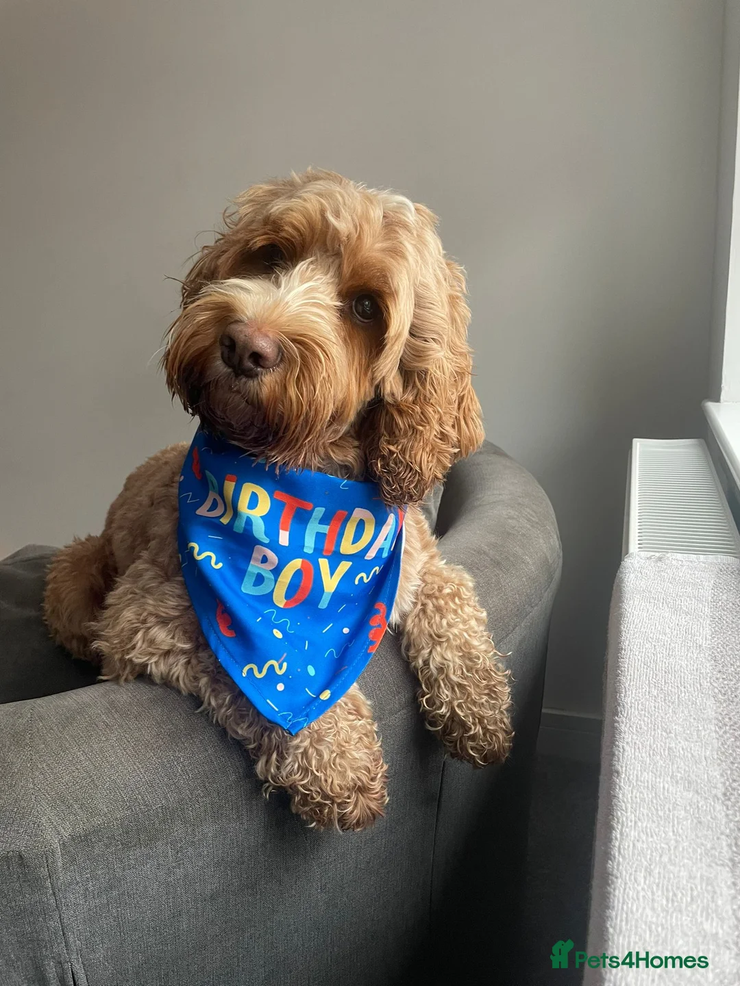 Cockapoo dogs for sale: Beaitiful F2 Cockappos  in Stevenston - Advert 2