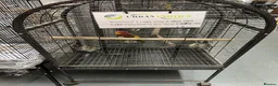 Parakeets birds for sale: Hand Reared Parrots/parakeets At Urban Exotics  - Advert 18