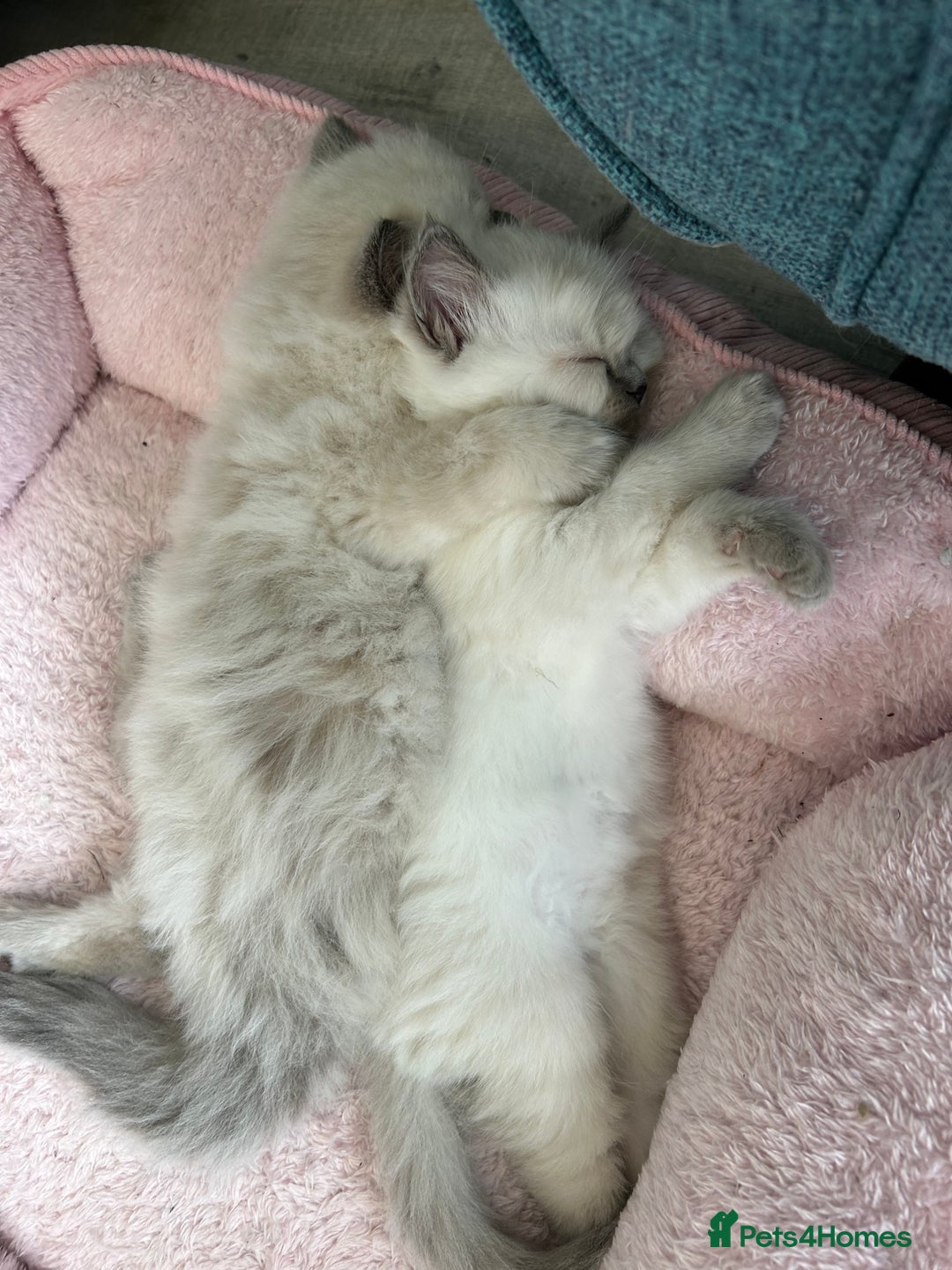 Ragdoll cats for sale: Pure Ragdoll Kitten - Image 11