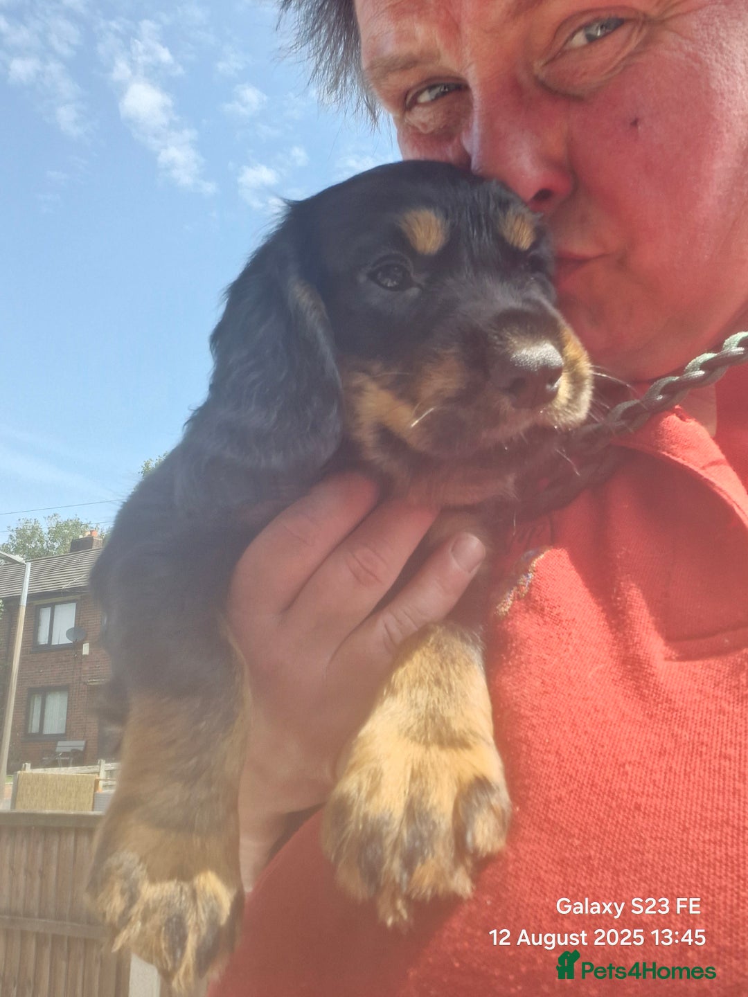 Cocker Spaniel dogs for sale: Cocker Spaniel puppies - Image 18