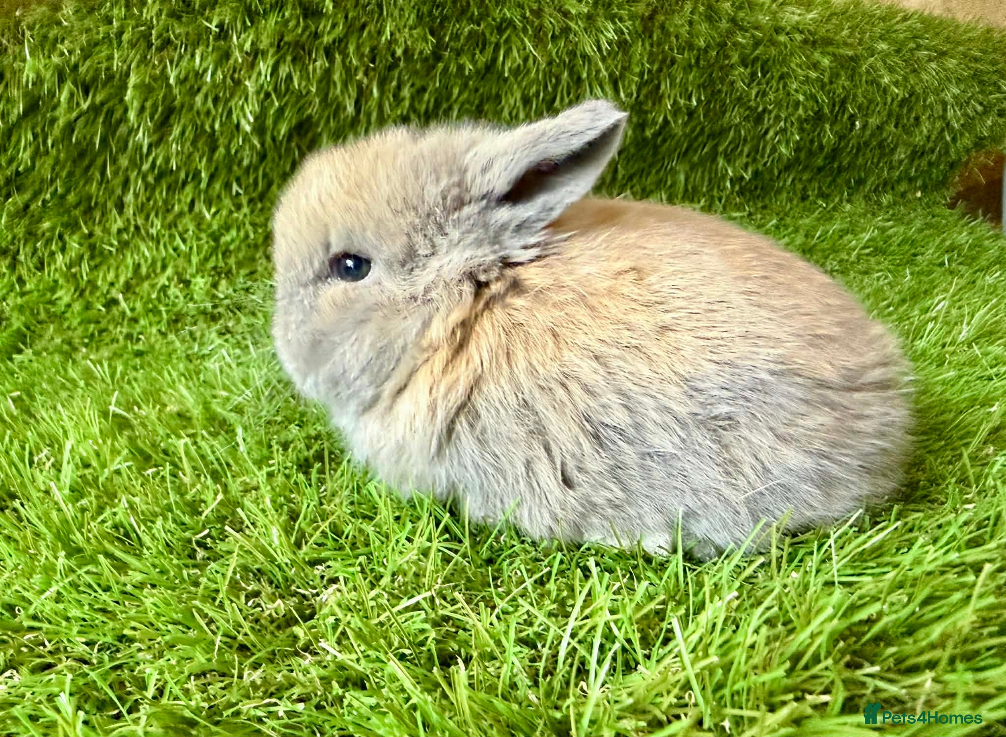 Mini Lop rabbits Stunning Mini Lops - Advert 4