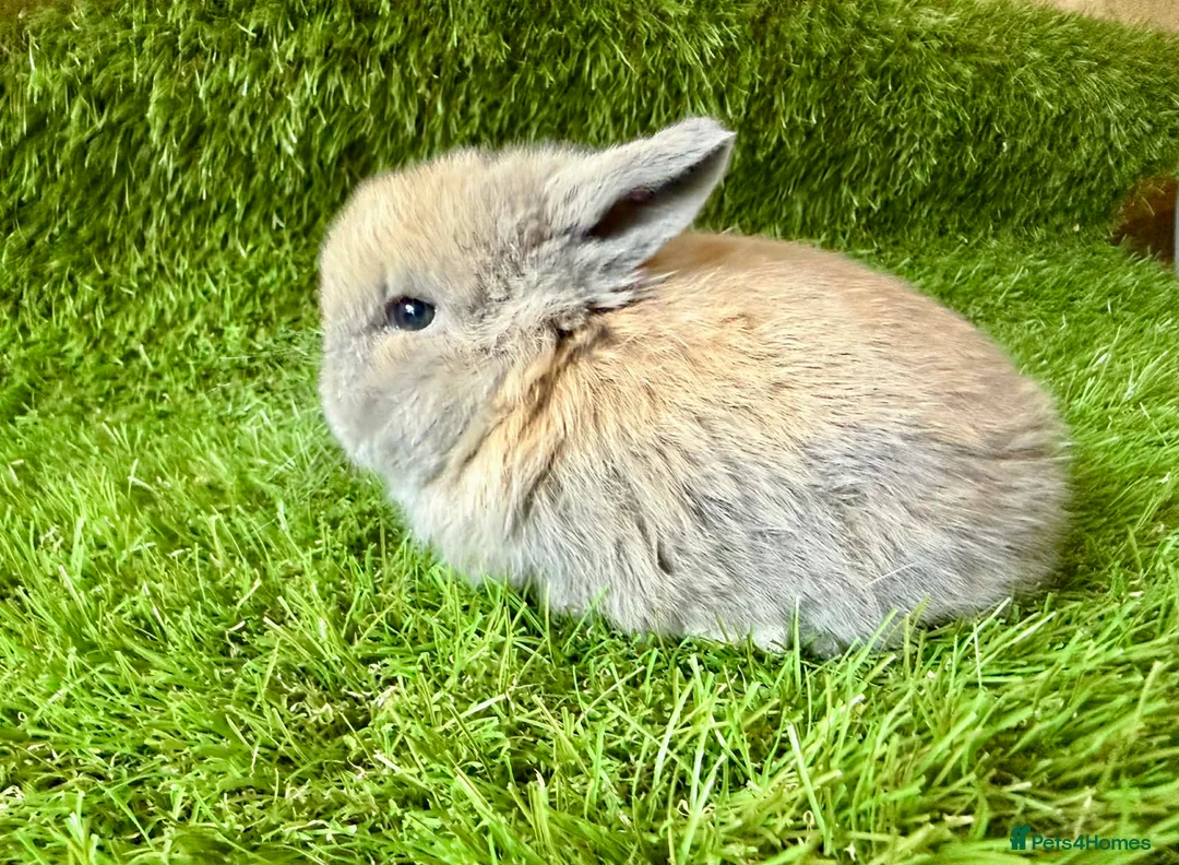 Mini Lop rabbits for sale: Stunning Mini Lops - Advert 5
