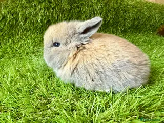 Mini Lop rabbits Stunning Mini Lops - Advert 14