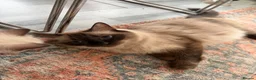 Ragdoll cats for sale: Ragdoll Kittens  - Advert 16