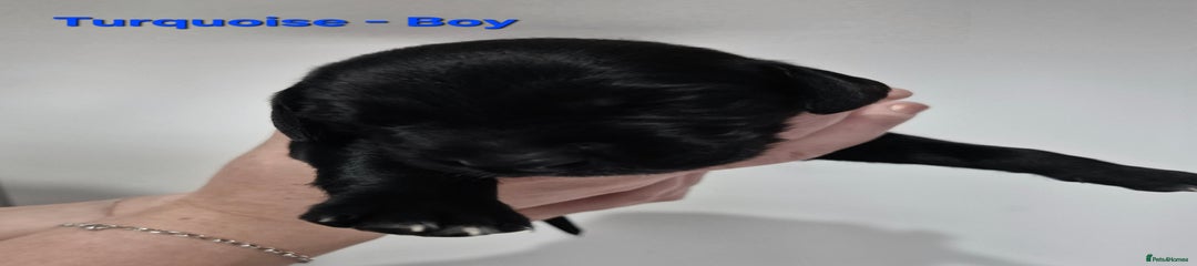 Turquoise Blue-Boy-Solid Black with white ticked chest.