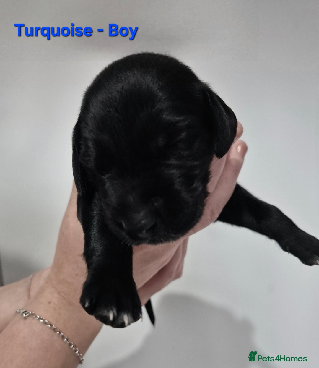 German Shorthaired Pointer dogs for sale: German Shorthaired Pointer/Irish Setter-Poinsetter - Image 25