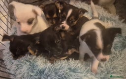 Mixed Breed dogs for sale: Miniature Jack Russell x Chihuahua Pups - Image 1