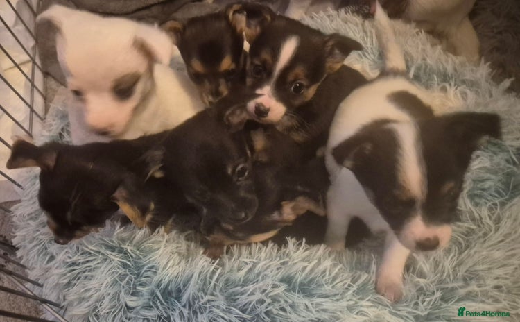 Mixed Breed dogs - Advert 3